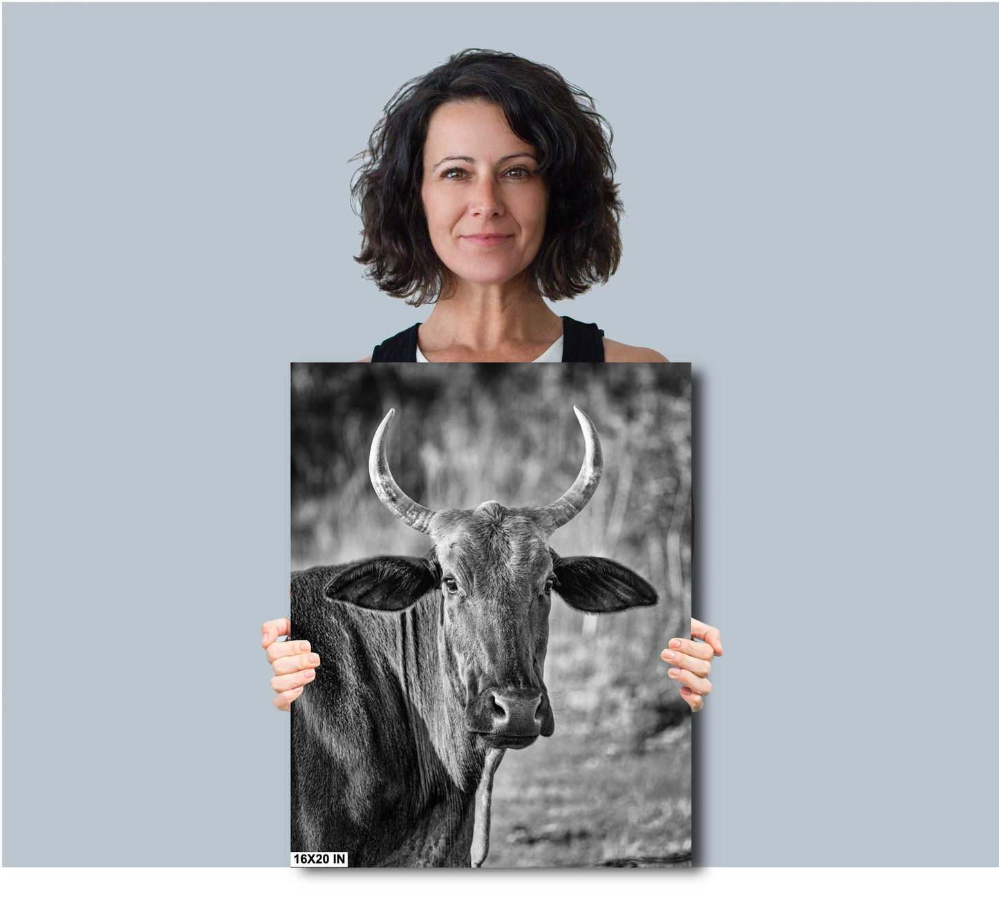Farmhouse Wall Decor: Rustic Bull Print, Highland Cattle Photography on Canvas, Paper, Acrylic or Metal