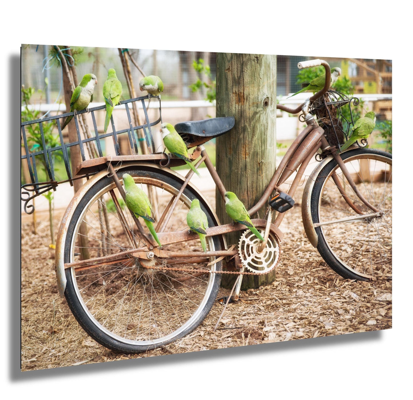 Parrot Wall Art - Antique Bicycle Covered in Quaker Parrots | Fine Art Photo Print, Canvas, Acrylic & Metal Decor for Bird Lovers