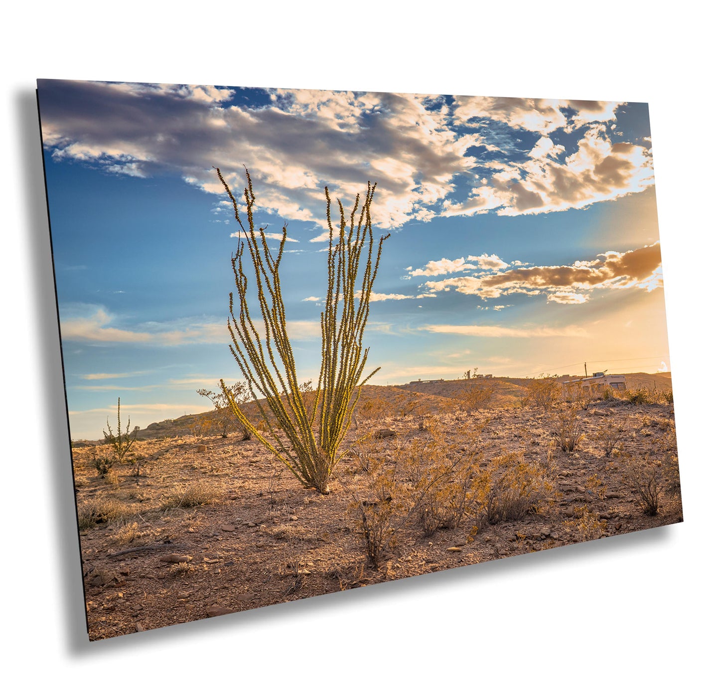 Big Bend Ocotillo Art Print - Terlingua Texas Desert Photography Wall Decor on Canvas, Wood, & Metal – Unique Home Decor