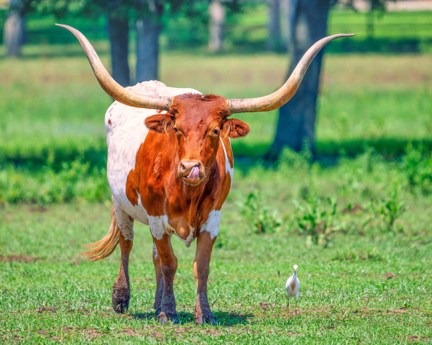 Longhorn Steer Springtime Photograph | Texas Photography Art Print | High Quality Canvas, Acrylic & Metal Options
