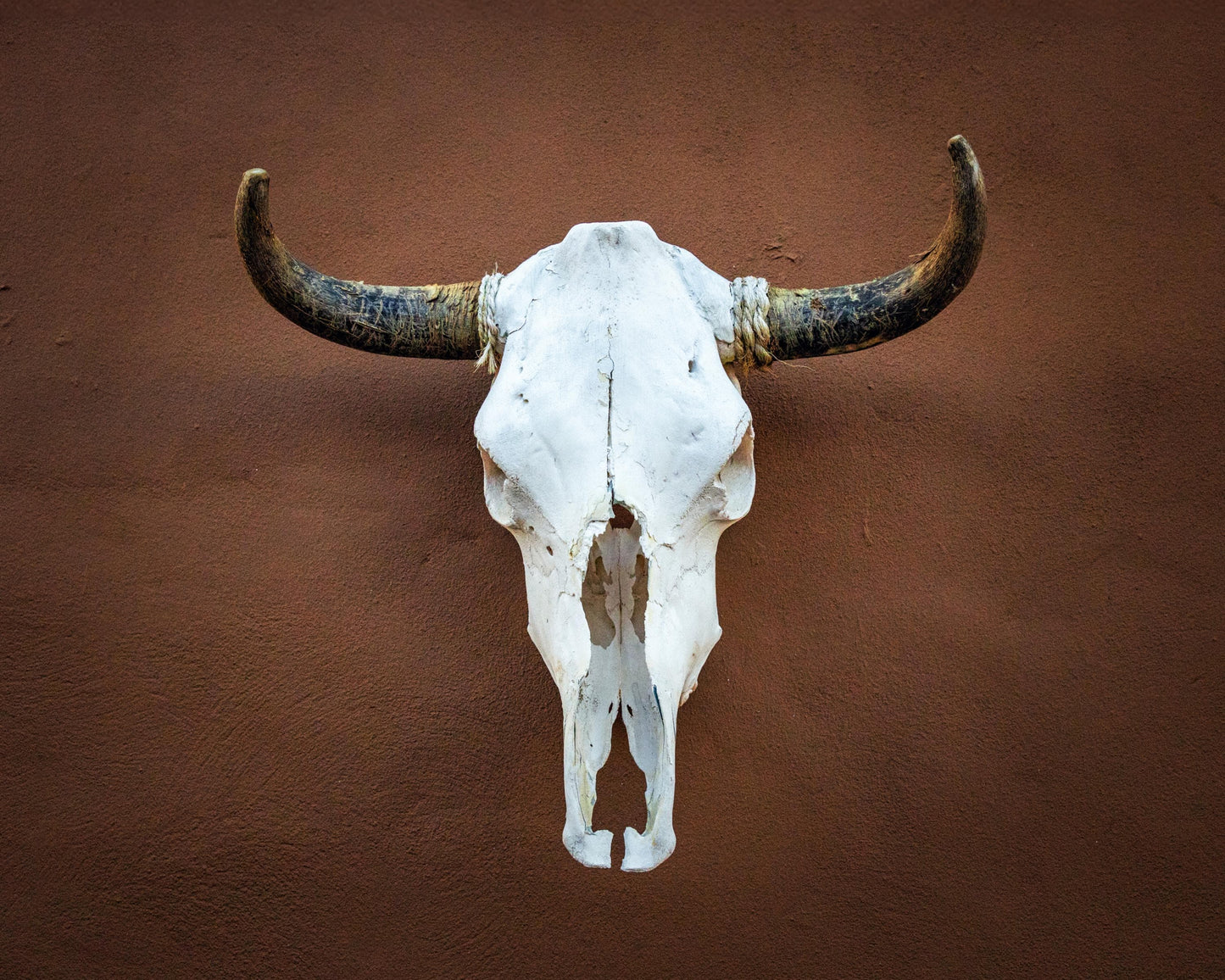 Texas Longhorn Skull Print: Western Steer Art on Leather, Canvas, Acrylic, Metal or Photo Paper