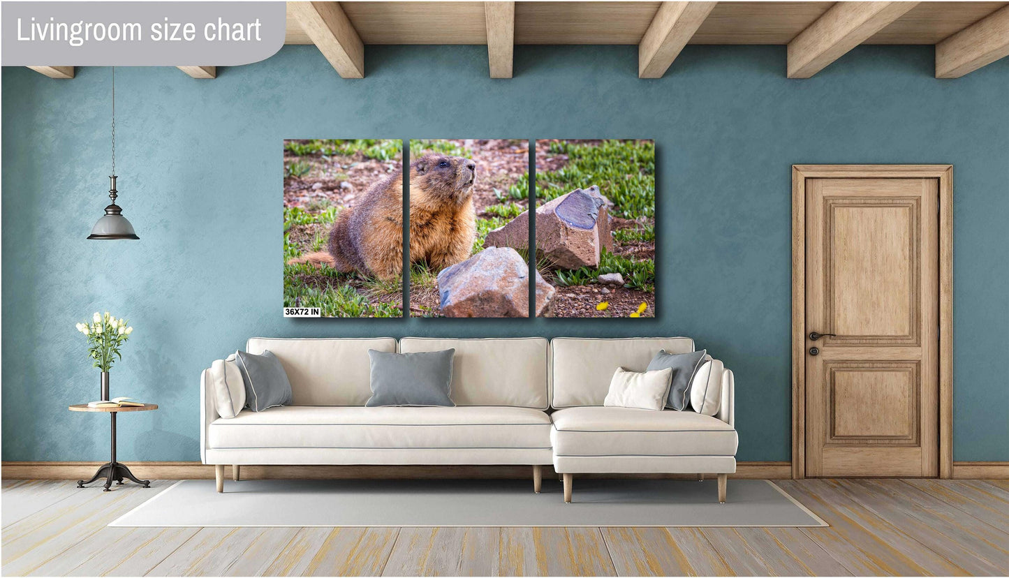 Nature Photography - Wild Animal Print of Yellow-Bellied Marmot in the Rocky Mountains on Premium Photo Paper, Canvas, Acrylic, or Metal