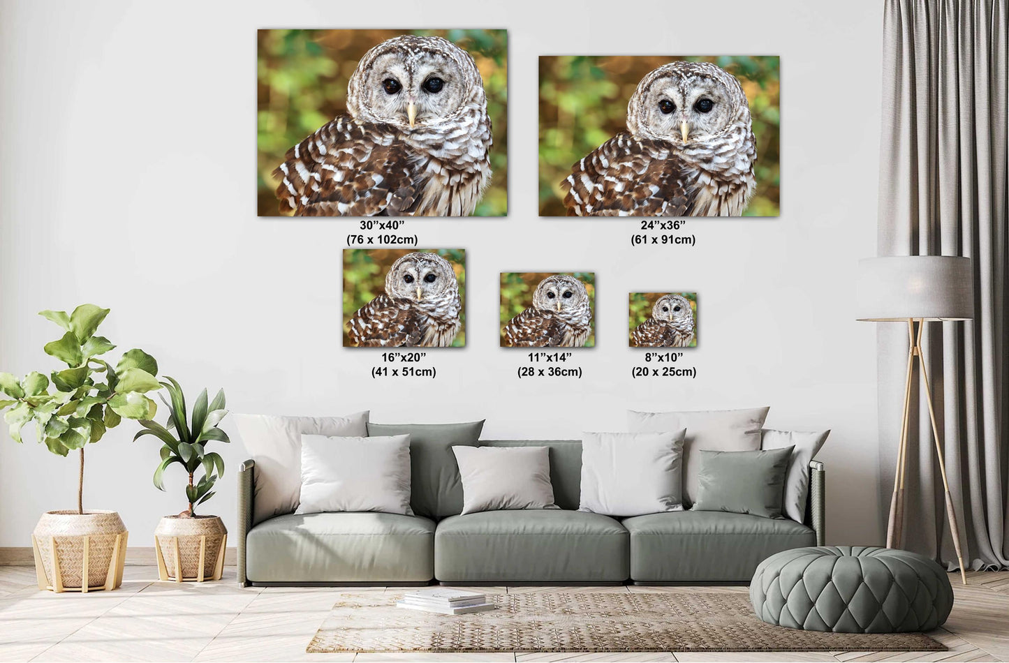 Barred Owl Portrait: Premium Photo Paper or Ready to Hang Canvas, Acrylic or Metal Wildlife Wall Art for Nature Lovers