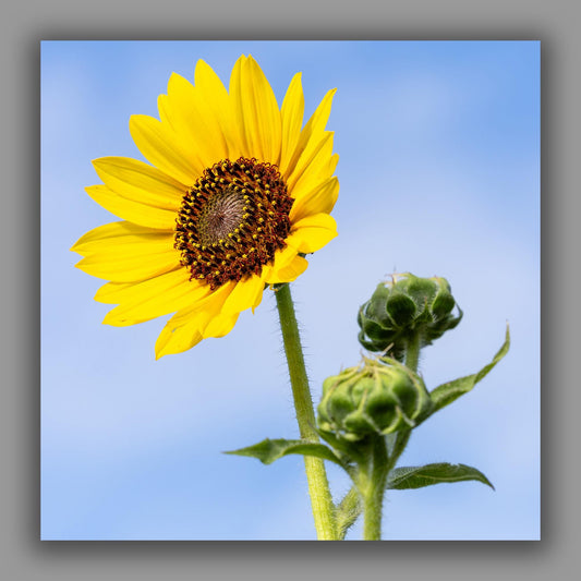 Sunflower Photo Print | Farmhouse Wall Art, Bright Nature Botanical Digital Artwork for Home Decor, Large Canvas or Paper