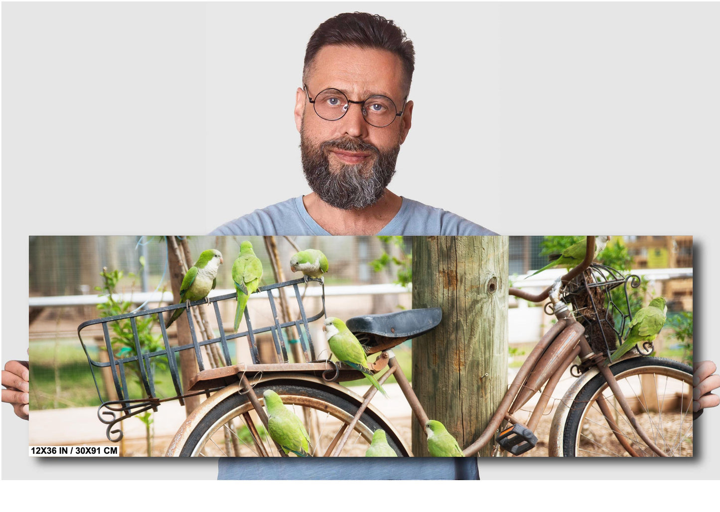 Parrot Wall Art - Antique Bicycle Covered in Quaker Parrots | Fine Art Photo Print, Canvas, Acrylic & Metal Decor for Bird Lovers