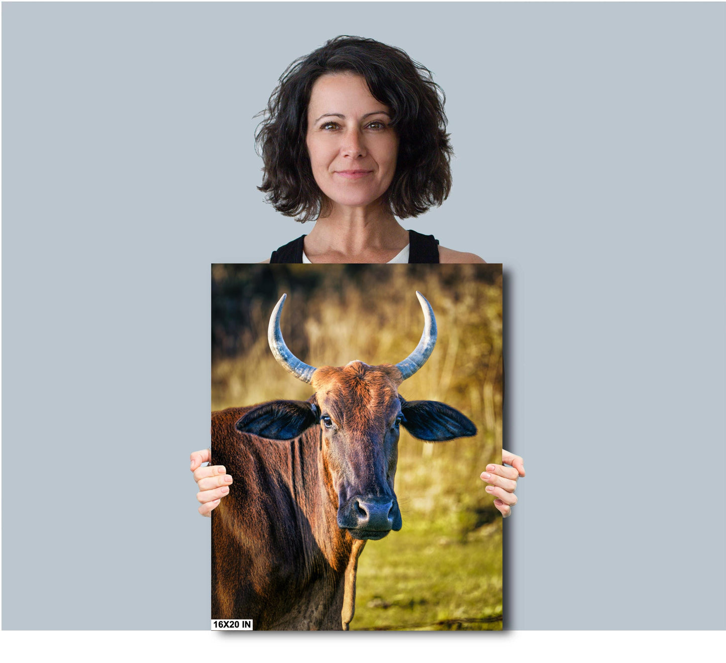 Farmhouse Wall Art - Rustic Cow Photography: Bull Print Wall Art Decor on Paper, Canvas, Acrylic & Metal