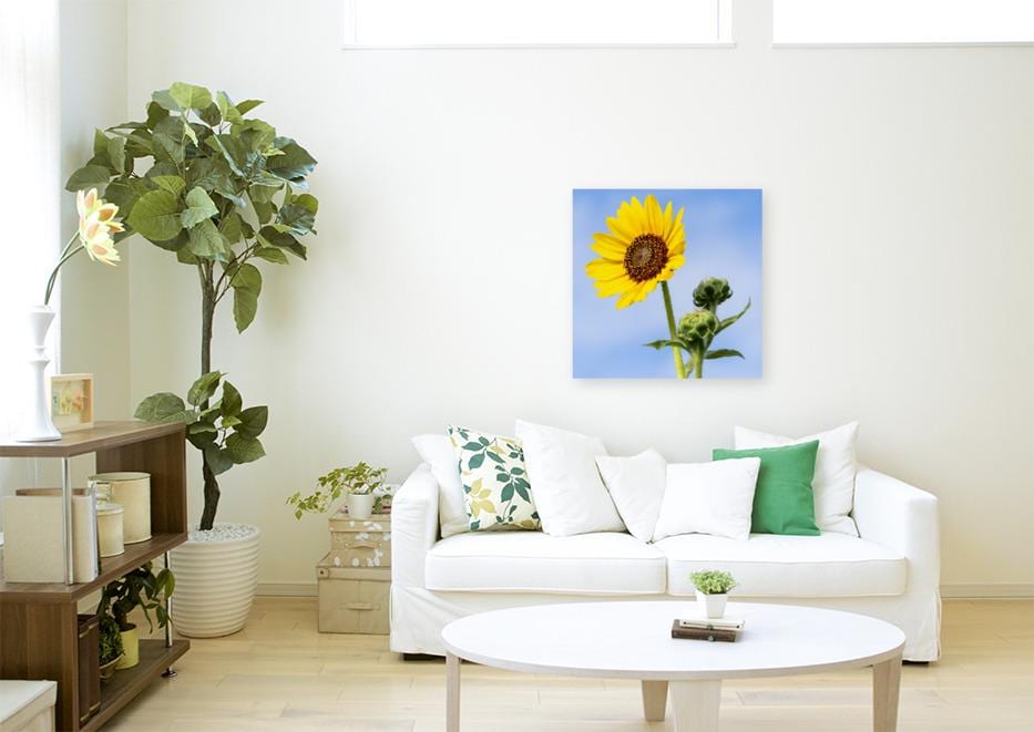 Sunflower Photo Print | Farmhouse Wall Art, Bright Nature Botanical Digital Artwork for Home Decor, Large Canvas or Paper