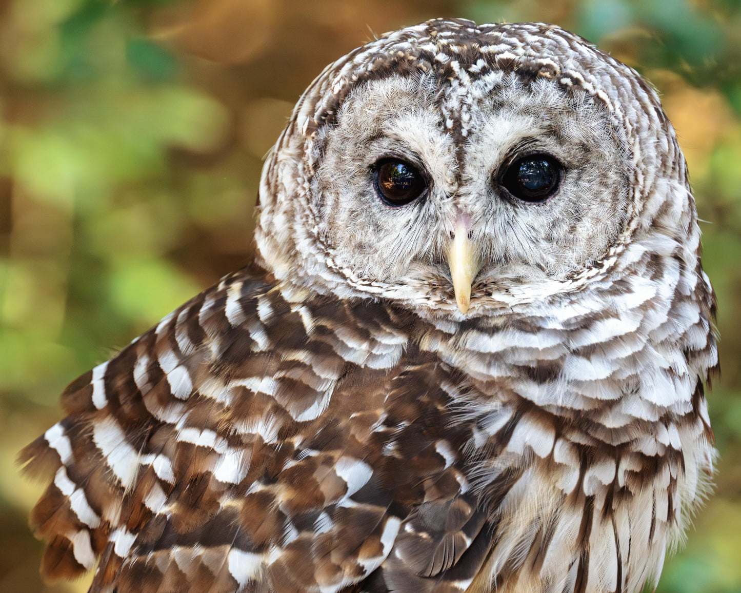 Barred Owl Portrait: Premium Photo Paper or Ready to Hang Canvas, Acrylic or Metal Wildlife Wall Art for Nature Lovers