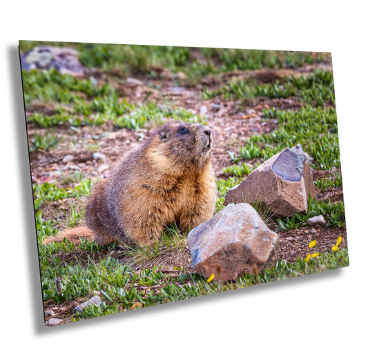Nature Photography - Wild Animal Print of Yellow-Bellied Marmot in the Rocky Mountains on Premium Photo Paper, Canvas, Acrylic, or Metal