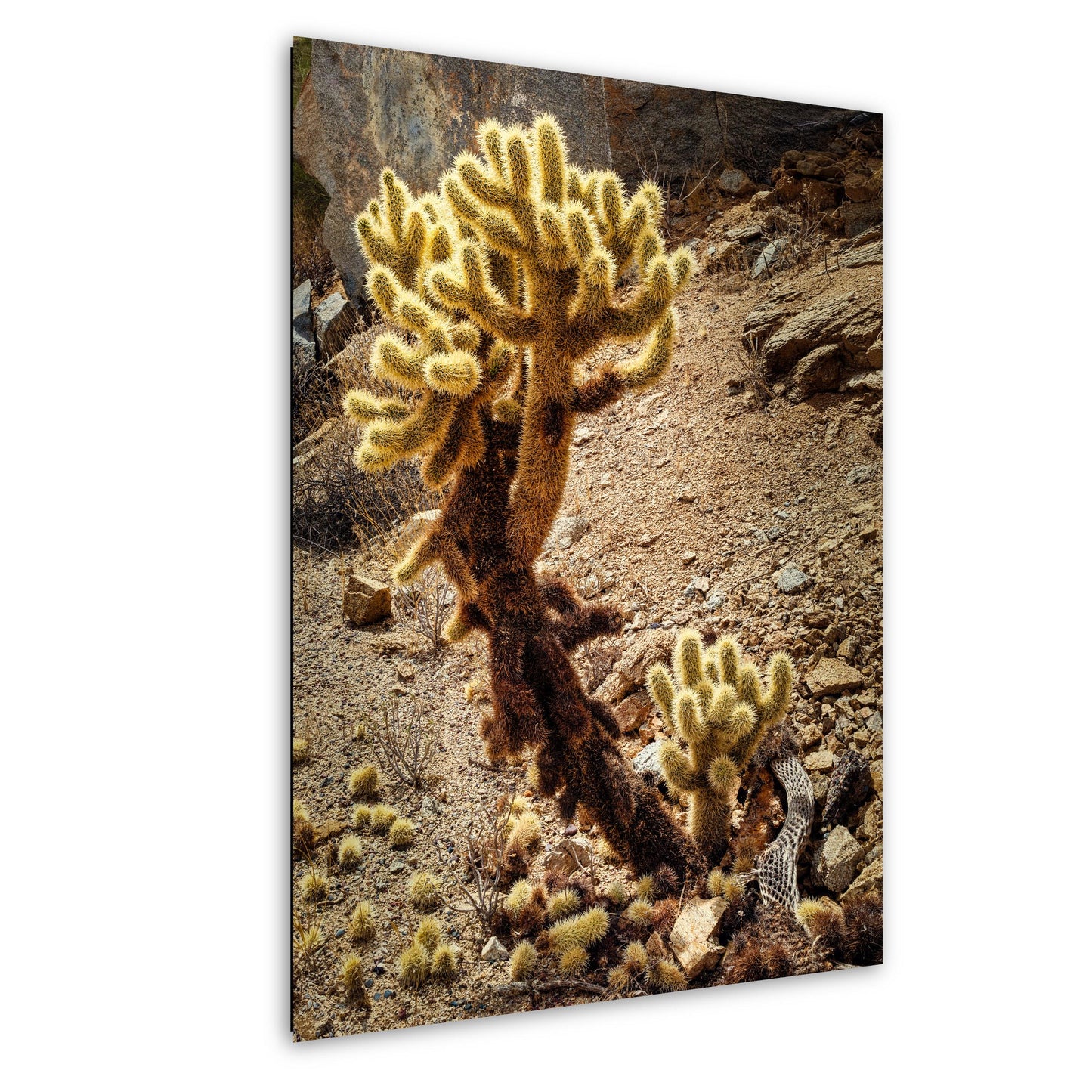 Cactus Print Wall Art - Teddy Bear Cholla Photo Poster - Arizona Nevada California Desert Cactus Decor on Paper, Canvas, Acrylic, or Metal