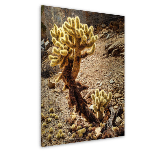 Cactus Print Wall Art - Teddy Bear Cholla Photo Poster - Arizona Nevada California Desert Cactus Decor on Paper, Canvas, Acrylic, or Metal