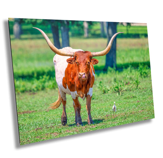 Longhorn Steer Springtime Photograph | Texas Photography Art Print | High Quality Canvas, Acrylic & Metal Options