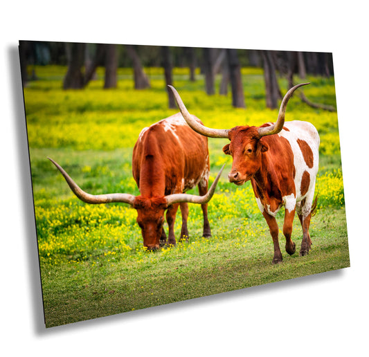 Cattle Wall Canvas - Rustic Longhorn Cow Photography | Ranch Wall Art for Modern Farmhouse Decor | Canvas, Paper, Acrylic or Metal Print