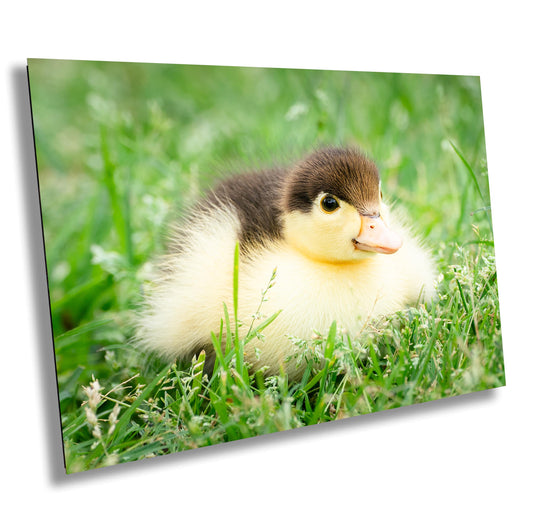 Nursery Wall Decor - Adorable Duckling Print: Nursery Farm Animal Wall Art for Modern Farmhouse Decor (Paper/Canvas/Acrylic/Metal)
