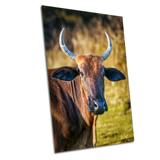 Farmhouse Wall Art - Rustic Cow Photography: Bull Print Wall Art Decor on Paper, Canvas, Acrylic & Metal