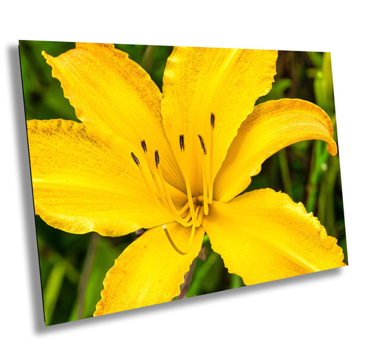Vibrant Yellow Day Lily Art Print: Petal Detail Close-Up Photo on Canvas, Metal & Fine Paper