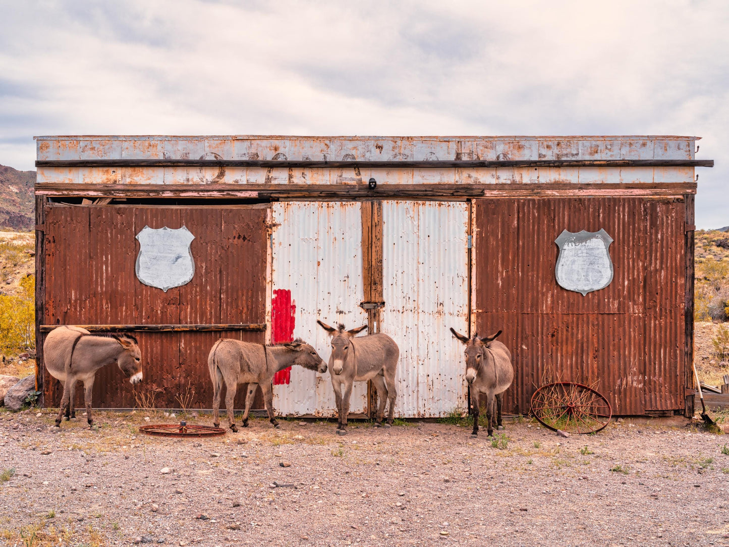 Route 66 Oatman Burros Wall Art - Americana Donkeys Print for Route 66 Fans, Arizona Decor in Photo Paper, Canvas, Acrylic or Metal