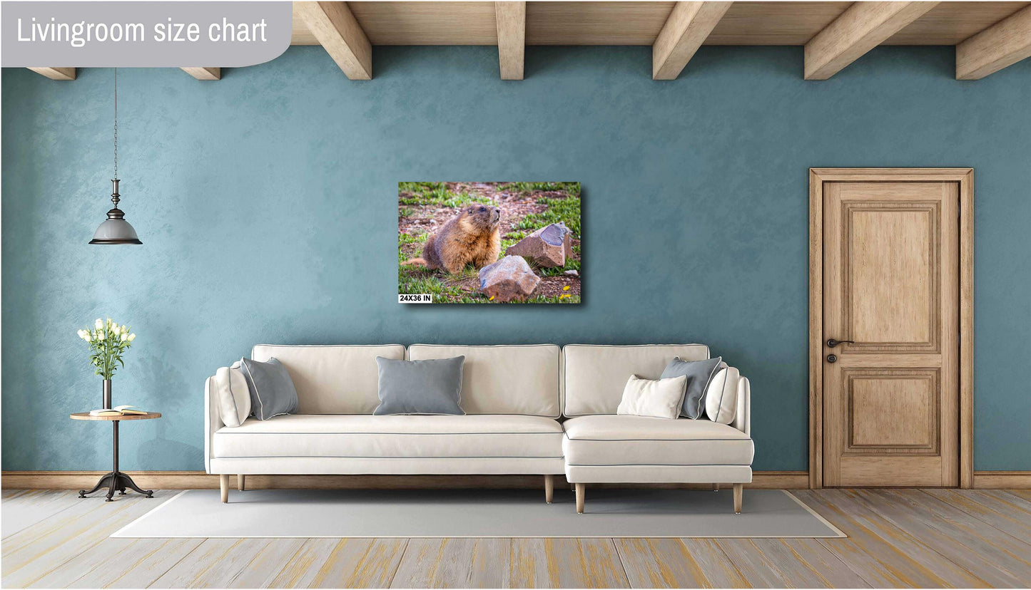Nature Photography - Wild Animal Print of Yellow-Bellied Marmot in the Rocky Mountains on Premium Photo Paper, Canvas, Acrylic, or Metal