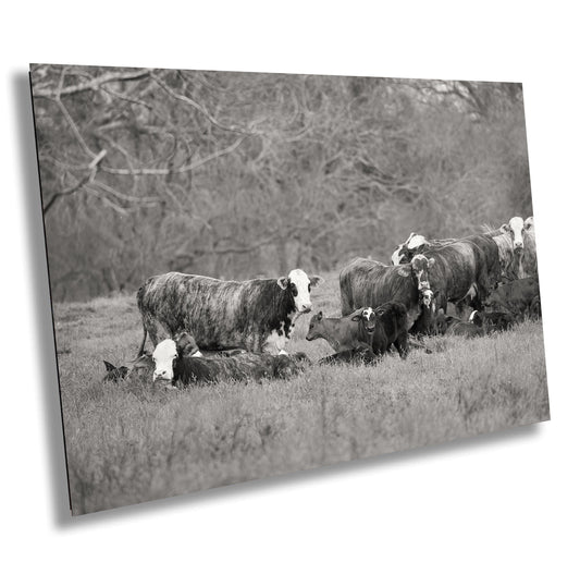 Country Wall Art - Rustic Black and White Cattle Photo Print - Cows & Calves Farm Art for Country Decor in Paper, Canvas, Acrylic or Metal