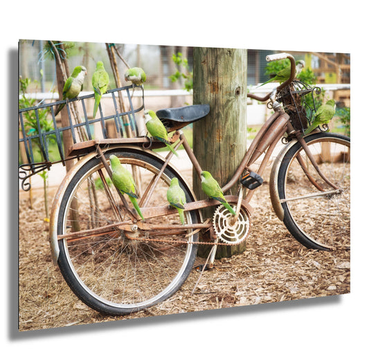 Parrot Wall Art - Antique Bicycle Covered in Quaker Parrots | Fine Art Photo Print, Canvas, Acrylic & Metal Decor for Bird Lovers