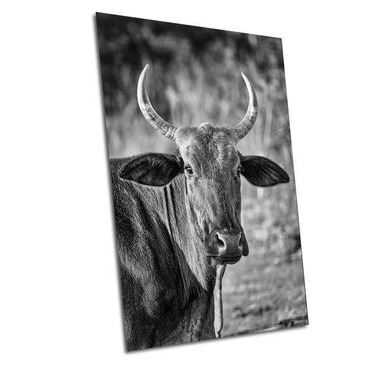 Farmhouse Wall Decor: Rustic Bull Print, Highland Cattle Photography on Canvas, Paper, Acrylic or Metal