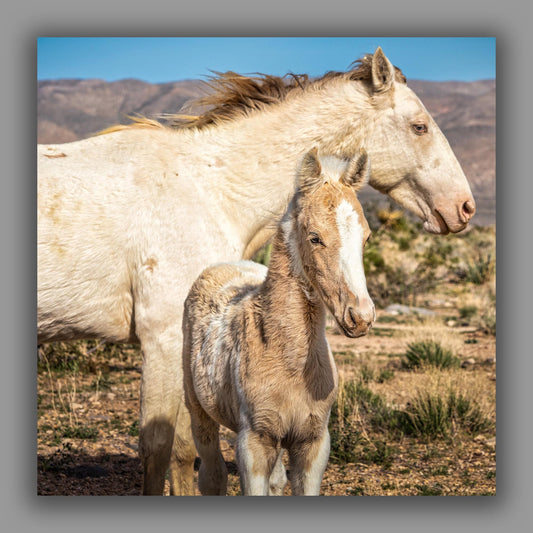 Wild Horse Photography Art Print | Wild Mare & Foal near Goodsprings, Nevada | Mojave Desert Wall Decor | Unique Horse Photo for Home