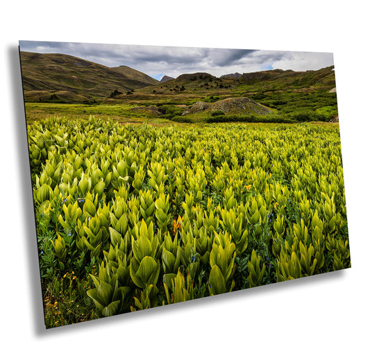 Corn Lilies: Colorado Rocky Mountains Nature Photography Wall Art, Mountain Decor & Landscape Artwork for Wild Home Decor