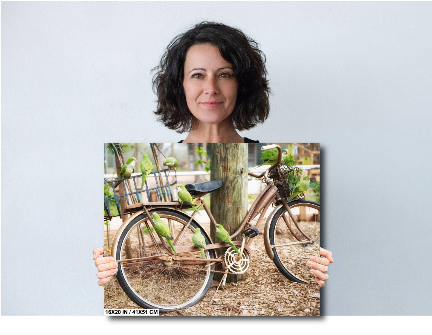 Parrot Wall Art - Antique Bicycle Covered in Quaker Parrots | Fine Art Photo Print, Canvas, Acrylic & Metal Decor for Bird Lovers