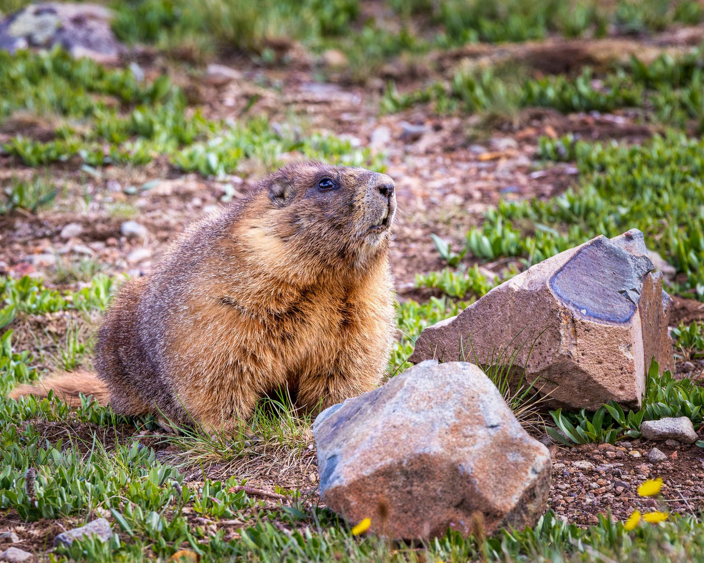Nature Photography - Wild Animal Print of Yellow-Bellied Marmot in the Rocky Mountains on Premium Photo Paper, Canvas, Acrylic, or Metal