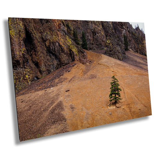 Mountain Wall Decor - Lone Pine Tree Wall Art Print | Rocky Mountains Nature Photography | Colorado Alpine Loop Decor