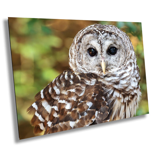 Barred Owl Portrait: Premium Photo Paper or Ready to Hang Canvas, Acrylic or Metal Wildlife Wall Art for Nature Lovers