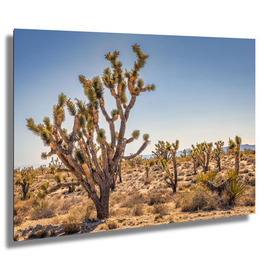 Joshua Tree National Park Photo Print: Desert Sunset Canvas & Metal Wall Art Decor, Nature Landscape Decor Poster