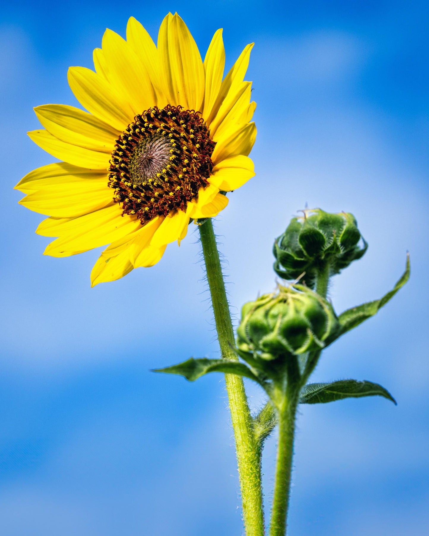 Sunflower Photography: Botanical Wall Art Print, Texas Nature Canvas, Paper, Acrylic & Metal Decor for Home or Office