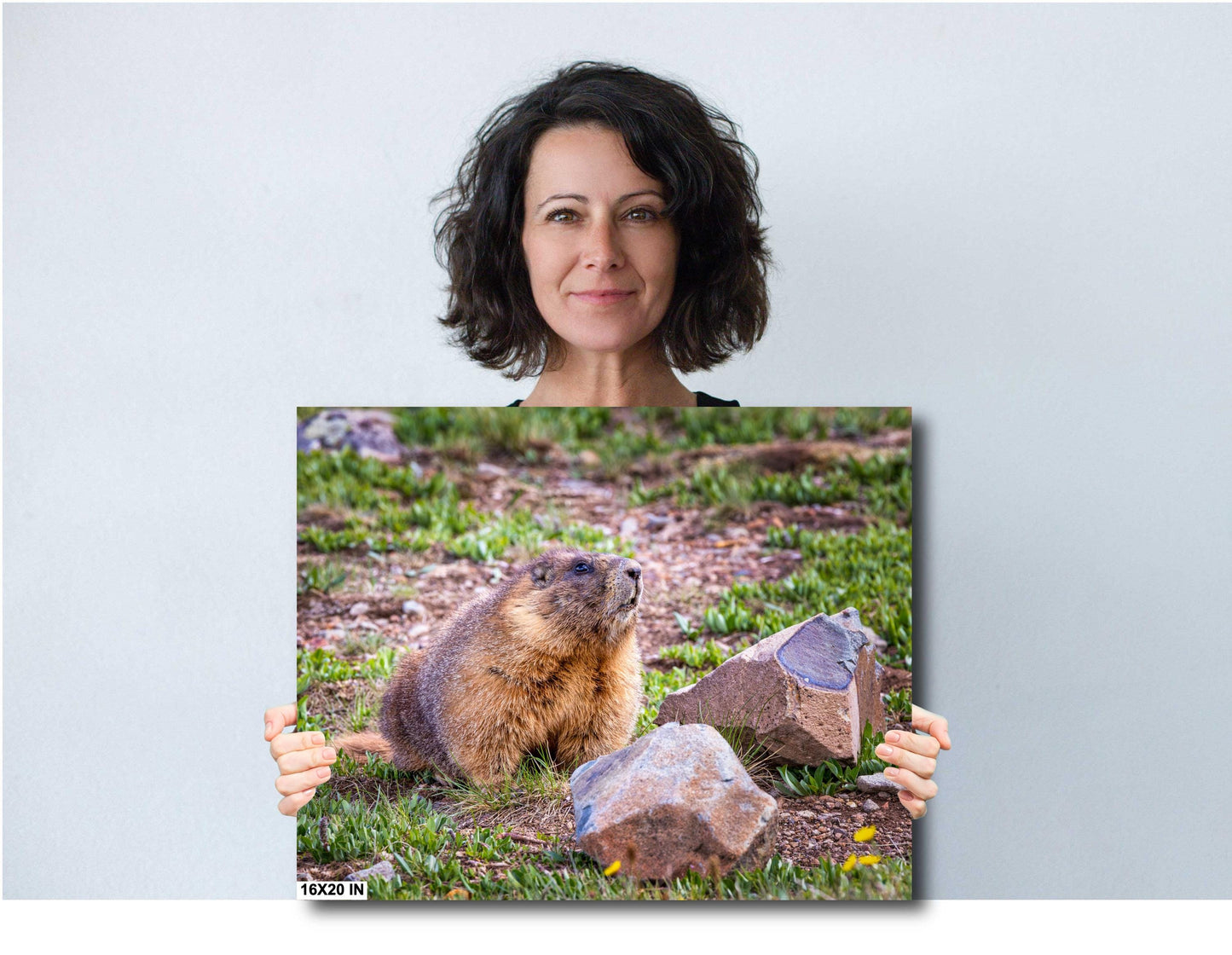 Nature Photography - Wild Animal Print of Yellow-Bellied Marmot in the Rocky Mountains on Premium Photo Paper, Canvas, Acrylic, or Metal
