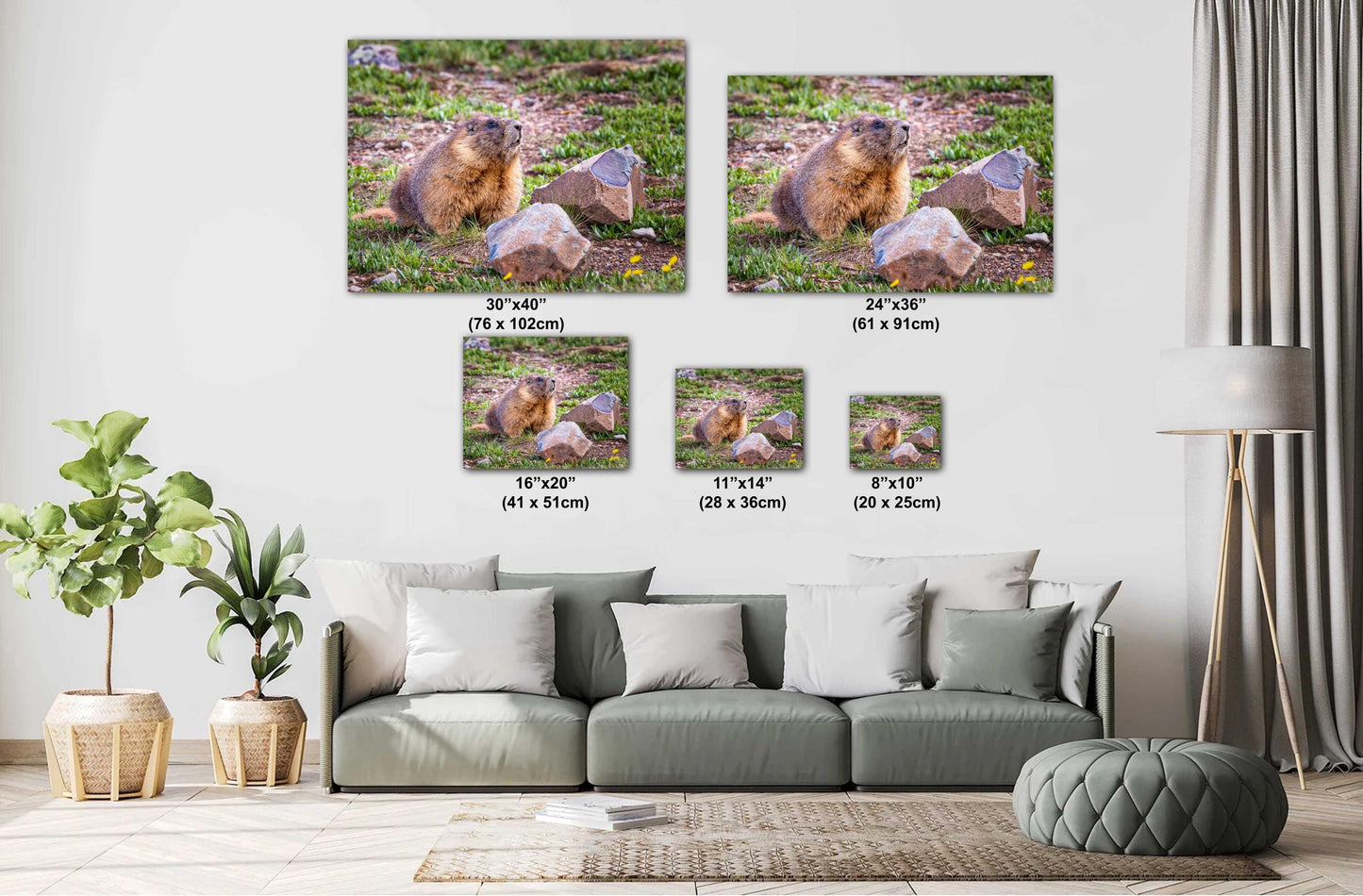 Nature Photography - Wild Animal Print of Yellow-Bellied Marmot in the Rocky Mountains on Premium Photo Paper, Canvas, Acrylic, or Metal