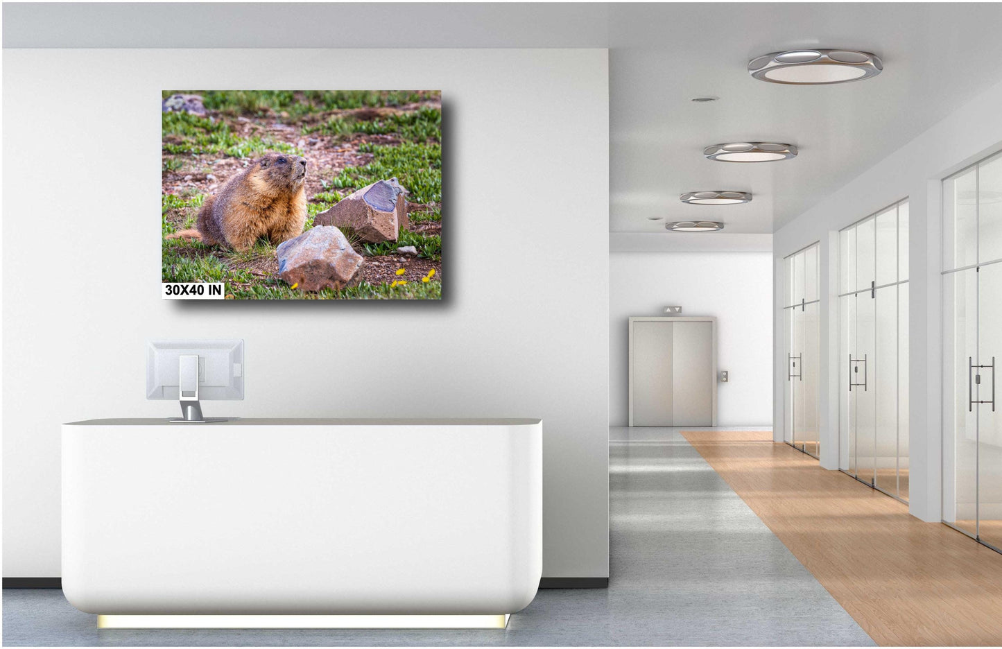 Nature Photography - Wild Animal Print of Yellow-Bellied Marmot in the Rocky Mountains on Premium Photo Paper, Canvas, Acrylic, or Metal