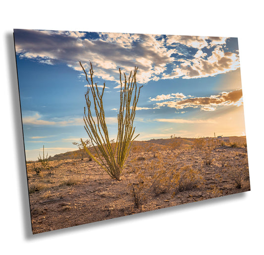 Big Bend Ocotillo Art Print - Terlingua Texas Desert Photography Wall Decor on Canvas, Wood, & Metal – Unique Home Decor