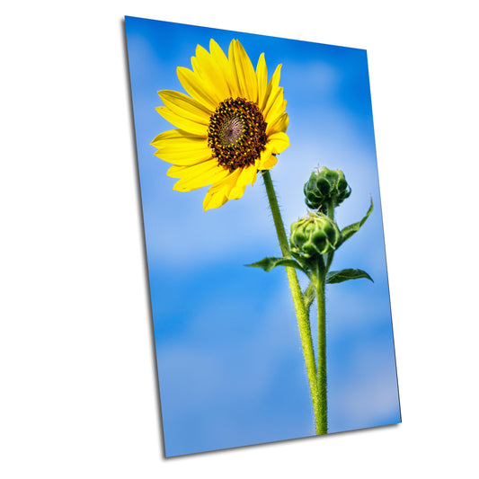 Sunflower Photography: Botanical Wall Art Print, Texas Nature Canvas, Paper, Acrylic & Metal Decor for Home or Office