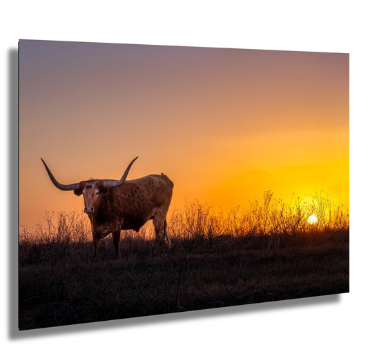 Texas Longhorn Steer at Sunset Wall Decor - Backroad Bull Photography on Premium Paper, Canvas, Acrylic, or Metal