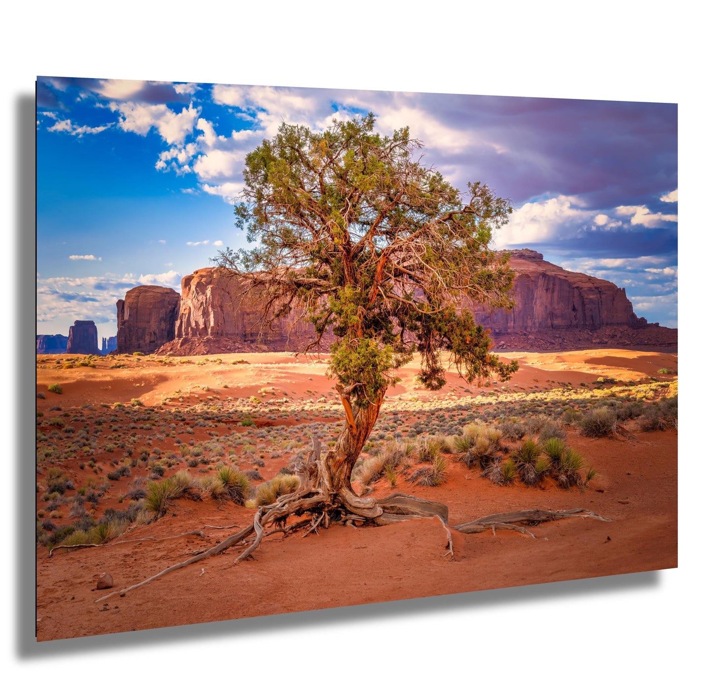 Monument Valley Poster - Gnarled Juniper Tree, Arizona Landscape Photo on Canvas, Metal, Acrylic & Photo Paper Decor