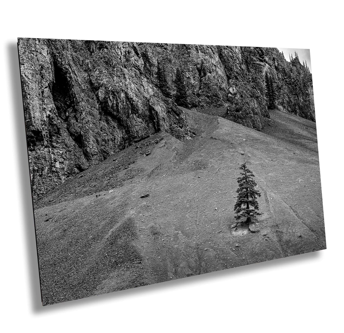 Mountain Wall Art - Lone Pine Tree in Rocky Mountains: Black & White Nature Photography Wall Art Print - Colorado Alpine Loop