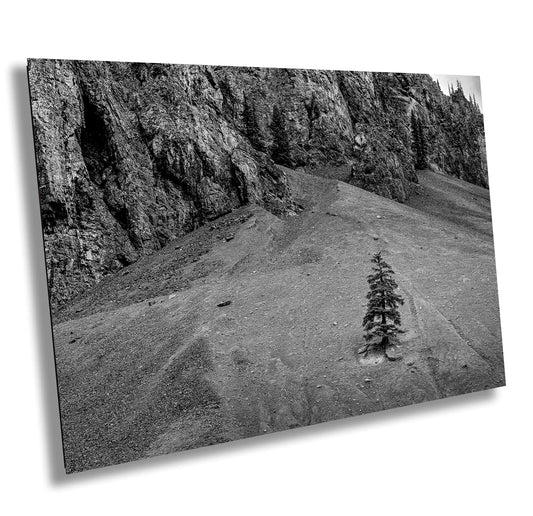 Mountain Wall Art - Lone Pine Tree in Rocky Mountains: Black & White Nature Photography Wall Art Print - Colorado Alpine Loop