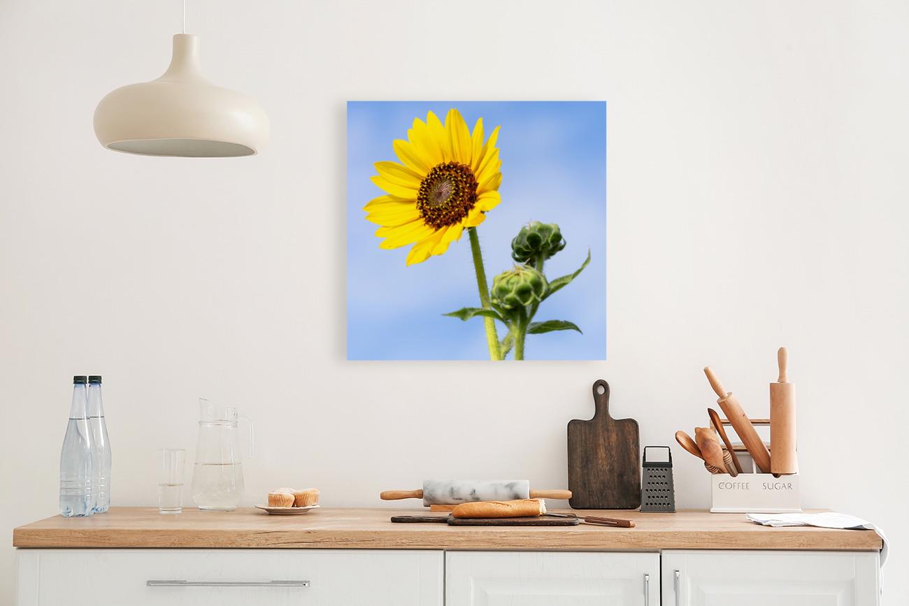 Sunflower Photo Print | Farmhouse Wall Art, Bright Nature Botanical Digital Artwork for Home Decor, Large Canvas or Paper