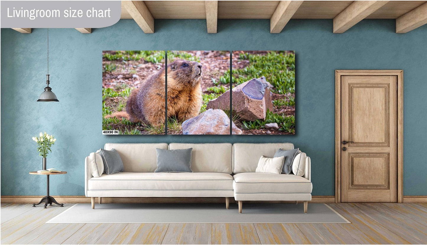 Nature Photography - Wild Animal Print of Yellow-Bellied Marmot in the Rocky Mountains on Premium Photo Paper, Canvas, Acrylic, or Metal