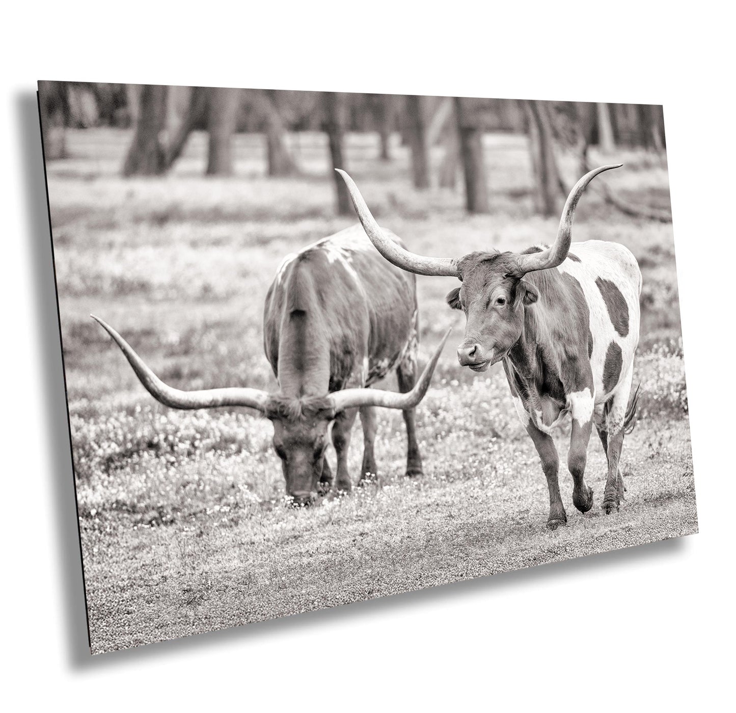 Longhorn Cow Photo | Rustic Ranch Wall Art for Farmhouse Decor | Modern Prints on Paper, Canvas, Acrylic & Metal