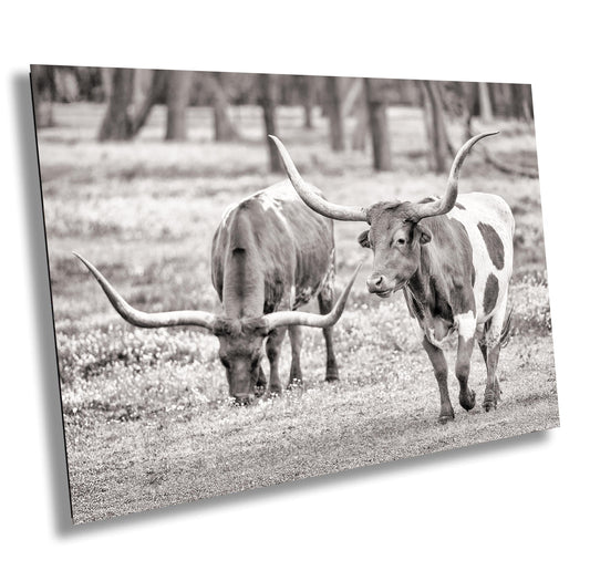 Longhorn Cow Photo | Rustic Ranch Wall Art for Farmhouse Decor | Modern Prints on Paper, Canvas, Acrylic & Metal